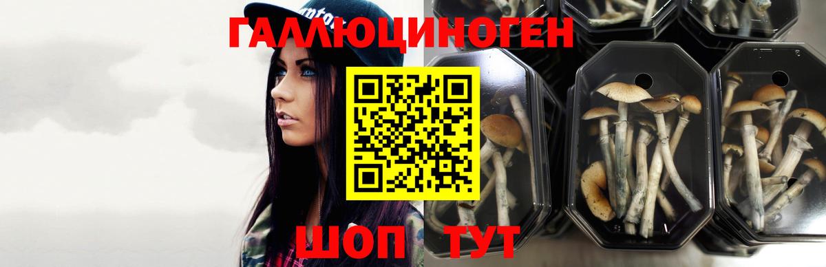 Псилоцибиновые грибы мухоморы Темрюк